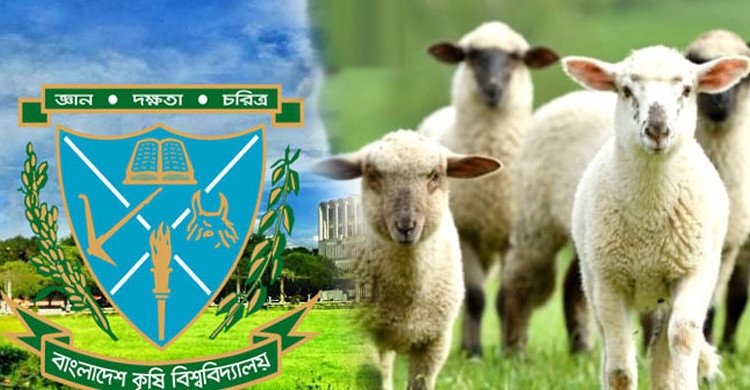 বাকৃবিতে গবেষণা প্রকল্পের ১৪টি ভেড়া চুরি